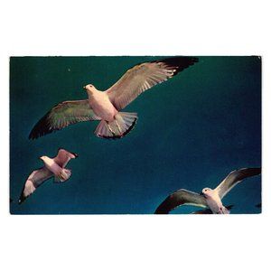 Vintage Postcard Seagulls In Flight Heavens Height Bird Watching Ornithology